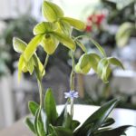five-floweredladyslipperorchidsmaller