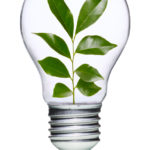 Light bulb with plant