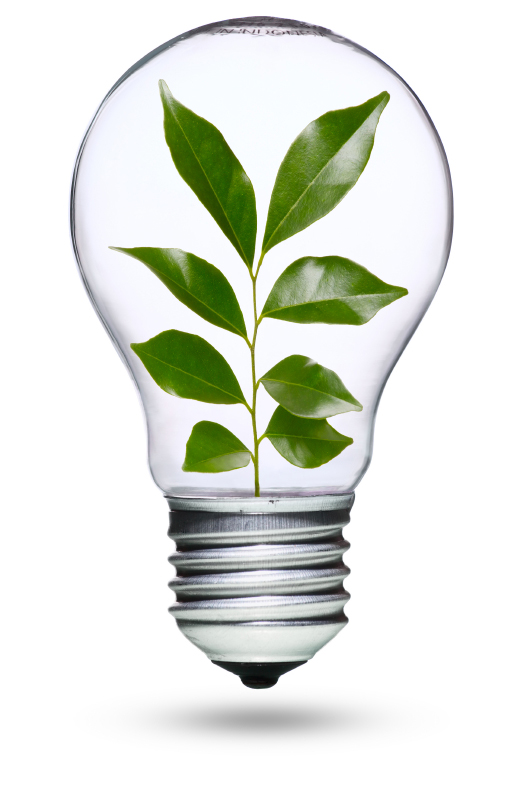 Light bulb with plant