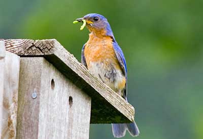 bird-insect1