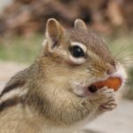 Tamia striatus eating