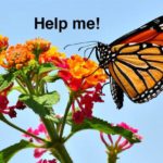 monarch-butterflies-01-help.jpg.662x0 q70 crop-scale