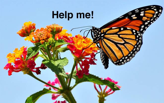monarch-butterflies-01-help.jpg.662x0 q70 crop-scale